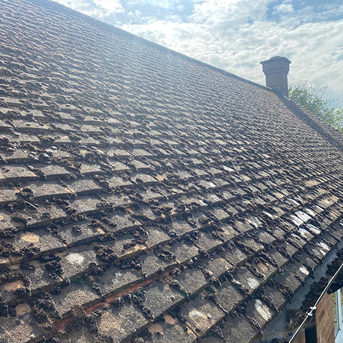 Roof Moss Cleaning West Drayton After